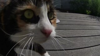 Brother and Sister Kitties Get Catnip Outside