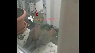 Romantic birds on my window❤️❤️