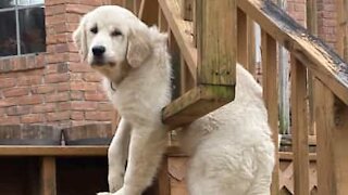 Golden retriever stuck in garden gate!