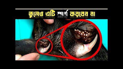 পৃথিবীর সবচেয়ে ভয়ংকর 10 টি প্রাণী || Most Dangerous Animal In The World ||