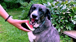 Dainty Australian Shepherd Adores Juicy Watermelon Treat