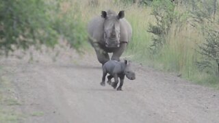 Baby Rhino Looks Adorable While Sprinting Up & Down The Road