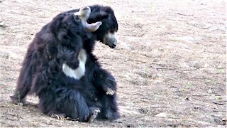 Rescued sloth bears are now living a life of joy in India