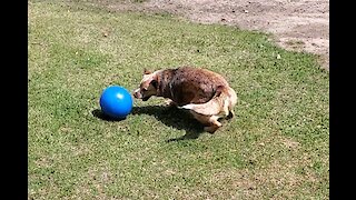 Speedy smart Cattle dog with a herding ball