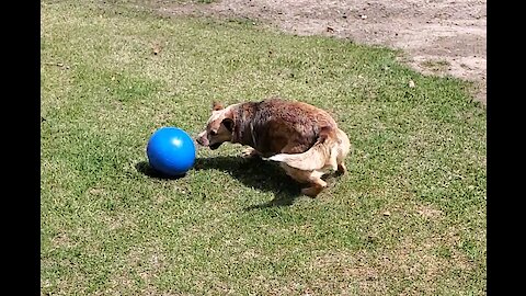 Speedy smart Cattle dog with a herding ball