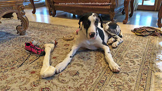 Cat Watches as Great Dane Puppy Gets Caught Swiping a Shoe