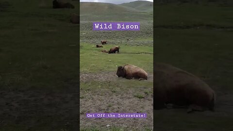 WILD BISON! Get off the Interstate! #tourism #nature #smalltownusa