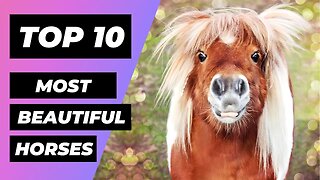 TOP 10 Most BEAUTIFUL HORSES In The World | 1 Minute Animals