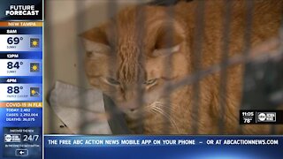 Pet surrenders on the rise in Tampa