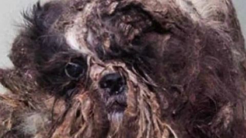 Abandoned Dog Goes Through Amazing Transformation
