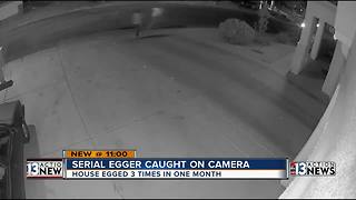 Serial egger caught on camera