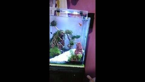 Little guppy Fish Tank