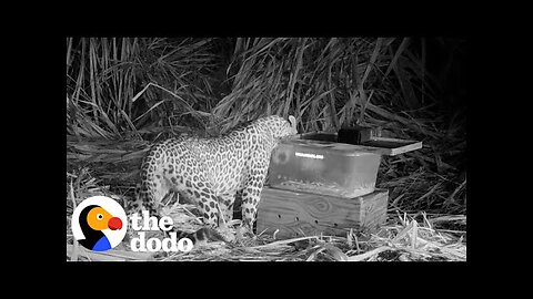 Lost Leopard Cub Keeps Crying For Mom