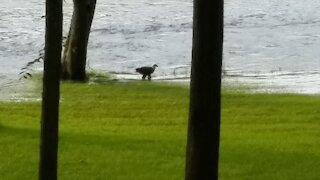 Bald Eagle Taking A Drink In The White River