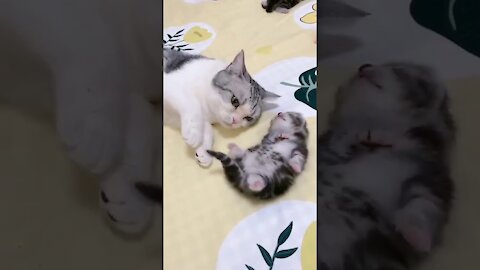 mommy cat hugs baby kitten having a nightmare |so cute