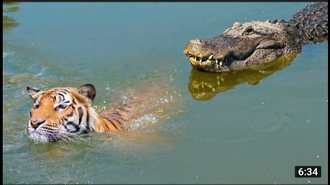 Moments when big cats face the crocodile 😵