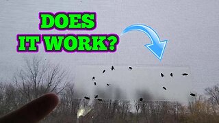Do These Fly Traps Really Work?!