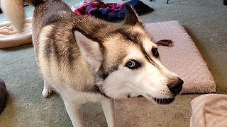 Husky Throws Tantrum After Dachshund Steals Favorite Toy