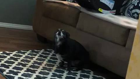 Booty-shaking chihuahua has an itch she can't scratch