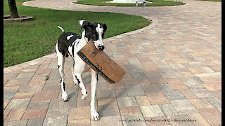 Happy Great Danes Love To Deliver And Open Amazon Boxes
