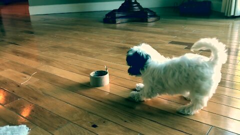 Cutest puppy ever delightfully plays with roll of tape