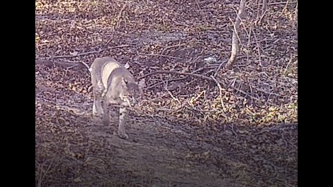 Cool Trail Camera Video of a nice Texas Cat