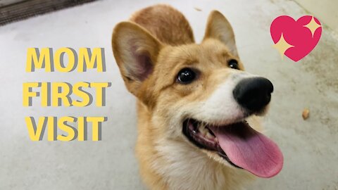 Shinji The Corgi- Mom First Visit to Sembawang Animal Quarantine Station