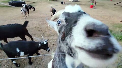 Rescued goat wants to eat all day long!