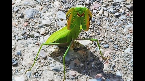 Magnificent Praying Mantis VS Me on guard with spectacular kung-fu dance moves