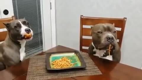 Funny dogs innocently stare at owner after getting caught in the act