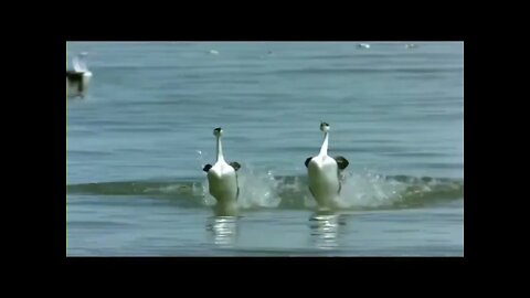 Wonders of nature, birds that walk on water #nature #birds #short | #BIRDS #SHORT