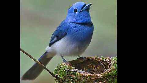 Beautiful blue bird 😍..#viral