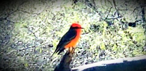 Arizona Cardinal and Other Vibrant Avians in the Park 2024.02.20@15:05(MST)