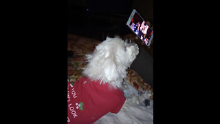 Dog has priceless reaction to Fergie's 'National Anthem' debacle