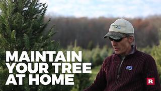 Tips for picking out the perfect Christmas tree | Rare Life
