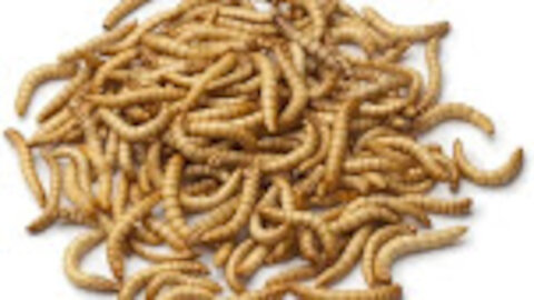 EU Approves First Insect Protein For Humans – Puts Mealworms On The Menu