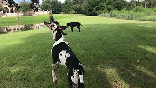 Funny Great Dane Helps Remove Spanish Moss From Trees