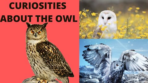 Curiosities About the Owl