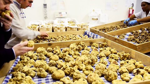 World's Most Expensive Mushroom Cultivation - Truffle Farming and harvesting - Truffle Processing