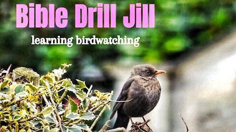 BIRD WATCHING | Bible Drill Jill Short