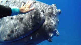 Moment magique entre une baleine à bosse et un plongeur