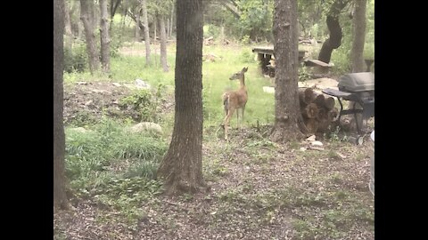 Deer browsing near window