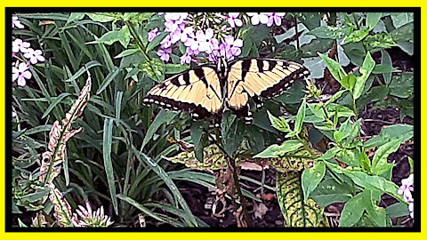 Yellow Tiger Swallowtail Butterfly