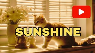 I MISS MY SUNSHINE - inspirational story of cat departure [must watch]