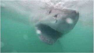A shark's teeth like you've never seen before!