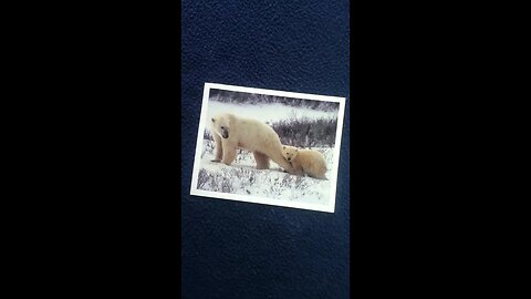 MEDIA REVIEW : Polar bear with cub, Sierra Club postcard Photo: Pictor Images #shorts