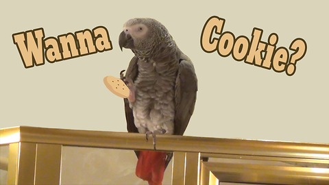 Einstein the Parrot wants a cookie