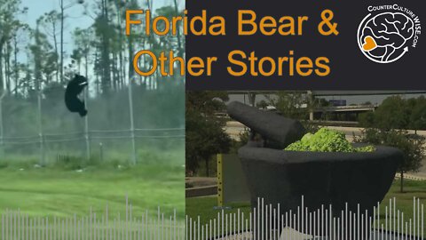 Florida Bear and other News of the Weird and wonderful