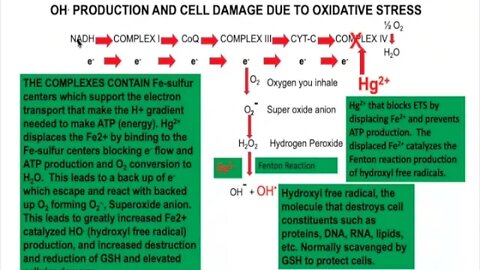 The Biochemistry of Oxidative Stress | Boyd Haley, PhD, MIAOMT