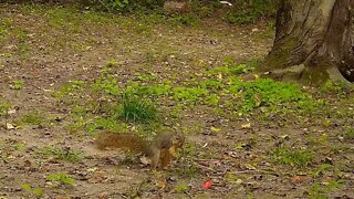 A squirrel tries hard but just cant get it